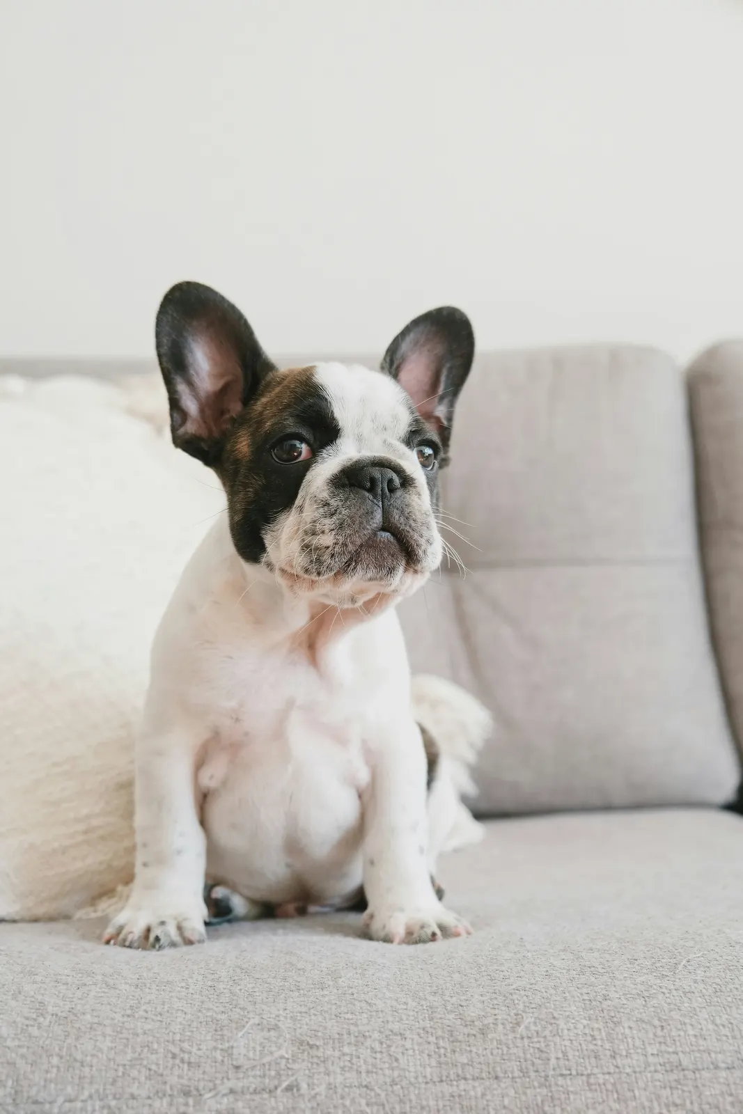 Perro en casa tumbado en el suelo